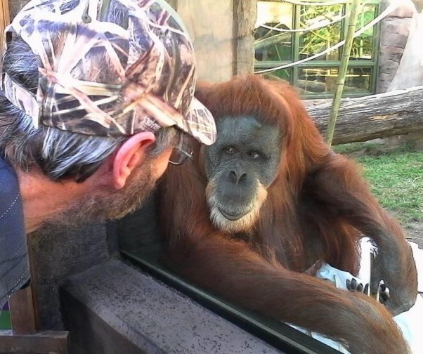 [ape]