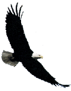 [Eagle]